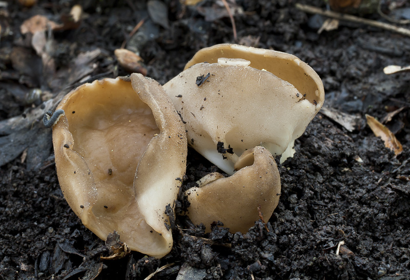 Helvella acetabulum